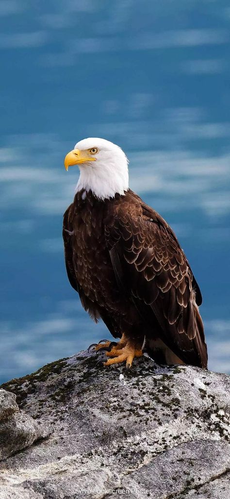 Bald Eagle Wallpaper Iphone, Egal Bird Wallpaper, Eagle Wallpaper Hd Black, Eagle Wallpaper Hd 1080p, Eagle Live Wallpaper, Eagle Images, Bird Wallpaper, Pretty Animals, Birds Of Prey