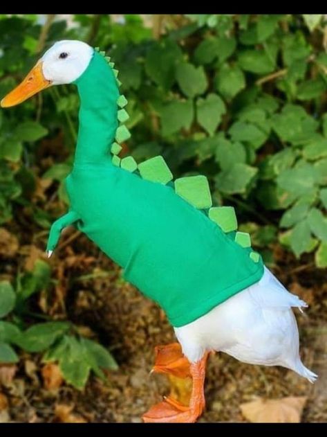 A Duck, Memes, Plants, Green