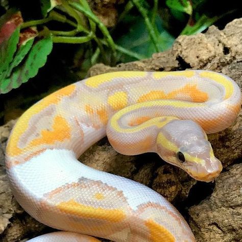 CB Reptile on Instagram: "We have an amazing male Banana Piebald in stock and ready to go.🔥🐍🔥🐍🔥 You can find him for sale on the exact ball python section of our site. •link in bio• #bananaballpython #ballpython #reptiles #piebaldballpython #bananapied #cbreptiles" Banana Ball Python, Banana Cinnamon Ball Python, Ball Python Full Grown, Piebald Ball Python, Albino Banana Ball Python, Python Snake, Ball Python Axanthic, Ball Python Morphs, Pet Snake