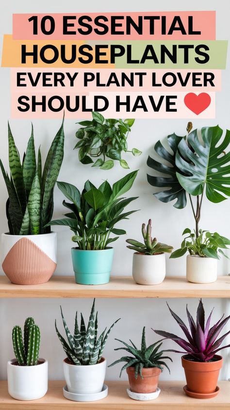 "Looking to expand your plant collection? 🌱 Discover the top 10 essential houseplants that every plant lover should own! From easy-care greenery to vibrant statement pieces, these plants will brighten up your home and enhance your indoor jungle. Save this pin for your ultimate plant guide!"

Let me know if you’d like any adjustments! 😊🌿 10 Essentials, Plant Guide, Indoor Jungle, Plant Collection, Plant Lover, Indoor Garden, Low Maintenance, Indoor Plants, Statement Pieces