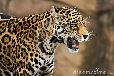 jaguar Jaguar Growling, Jaguar Cat, Spiked Collar, Jaguar Animal, Leopard Painting, Rainforest Animals, Hawaii Wall Art, Animal Study, Colouring Pics