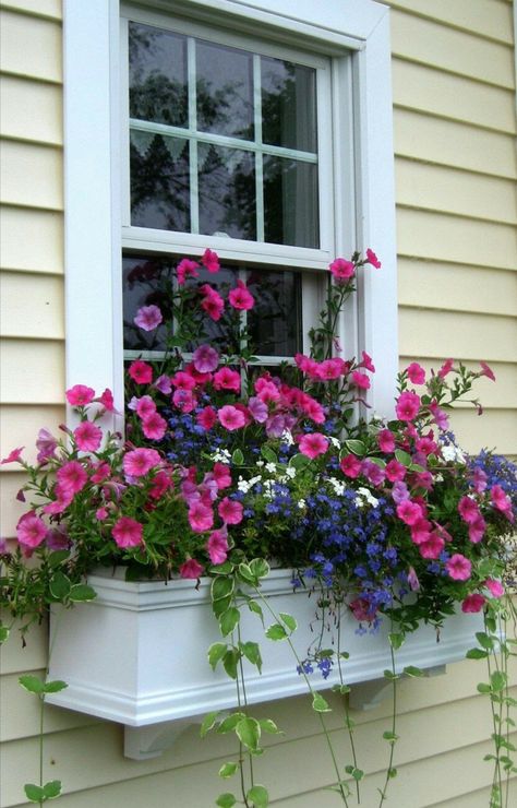 Window Planter, Window Box Garden, Box Flowers, California House, Window Box Flowers, Window Planters, Flower Window, Window Planter Boxes, Spring Plants