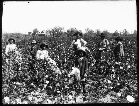 Picking cotton Social Contract, Cotton Fields, African People, African American History, Black People, American History, Book Club, African American, Government