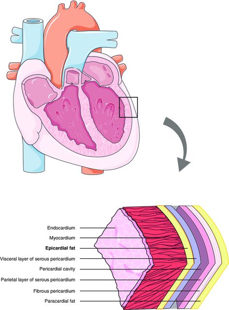 Cardiac Cycle Diagram, Heart Pericardium, Internal Structure Of Heart Diagram, External Structure Of Heart Diagram, Coronary Arteries Disease, Human Anatomy And Physiology, Anatomy And Physiology, Human Anatomy, Human Body