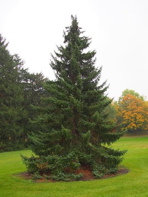 Picea omorika (Nana, Serbian Spruce) | North Carolina Extension Gardener Plant Toolbox Picea Omorika, Serbian Spruce, Garden List, Cone Trees, Spruce Tree, Evergreen Trees, Bluish Green, Leaf Flowers, Drought Tolerant