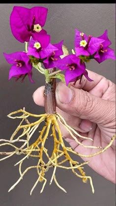 Bougainvillea Planting Ideas, Growing Bougainvillea, Bougainvillea Plant, Bougainvillea Bonsai, Orchid Plant Care, Grafting Plants, Garden Watering System, Succulent Landscape Design, Design On A Budget