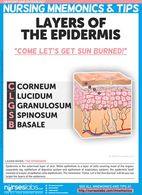 Layers of the Epidermis mnemonic Nursing Skin Anatomy, Medical Mnemonics, Integumentary System, Layers Of The Epidermis, Nursing Mnemonics, Nursing Schools, Info Board, Nursing School Tips, Nursing School Notes