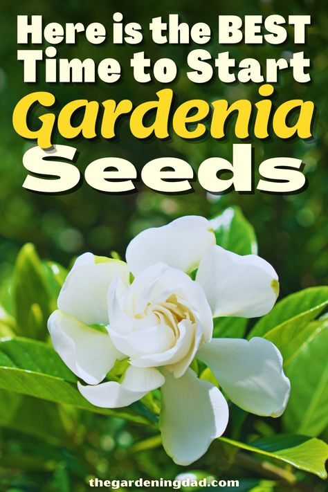 Do you want to try a new knack of growing Gardenia Seeds? This article will go over all of the tips and tricks to starting your seeds today. #Thegardeningdad #Gardenia #flowers Growing Gardenias, Flowers From Seed, Gardenia Flowers, Seed Germination, Garden Tips, Flower Seeds, Gardening Tips, Tips And Tricks, Ohio