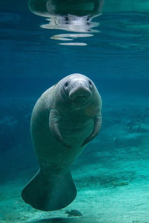 Manatee Photography, Sea Mammal, 동화 삽화, Sea Cow, Manatees, Beautiful Sea Creatures, Water Animals, Aquatic Animals, Marine Mammals