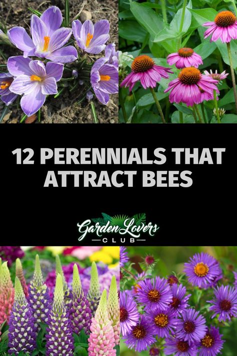 Pollinator Garden Plans, Best Perennials For Shade, Pollinator Garden Design, Perennial Sunflower, Butterfly Garden Plants, Shade Loving Perennials, Pollinator Plants, Mason Bees, Sun Loving Plants