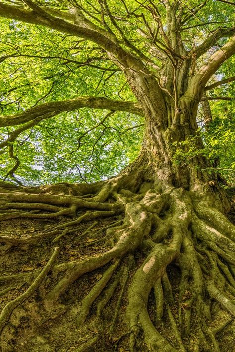 Green Tree Photo Tree Roots Aesthetic, Growth Painting, Twisty Tree, Tree With Roots, Trees In Winter, White Oak Tree, Art For Walls, Tree Growth, Walls Art