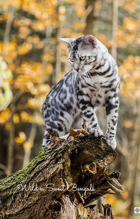 A silver and black Bengal cat. Beautiful. Silver Bengal Cat, Bengal Cat Breeders, Silver Bengal, Bengal Kitten, Bengal Cats, Russian Blue Cat, Bengal Cat, Cat Aesthetic, Blue Cats