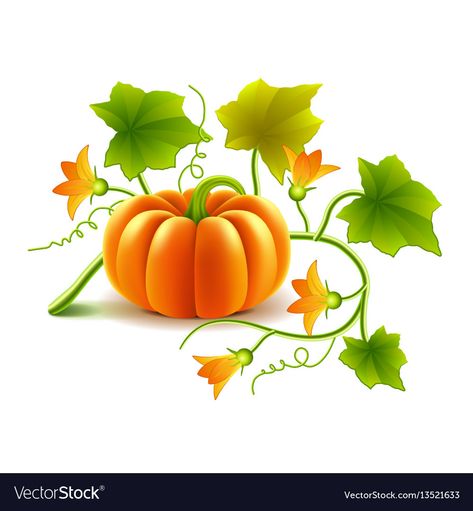 Growing pumpkin plant isolated on white Royalty Free Vector Growing Pumpkin, Pumpkin Plant, Pumpkin Sketch, Autumn Soup, Plant Sketches, Planting Pumpkins, Pumpkin Vector, Growing Pumpkins, Plant Crafts