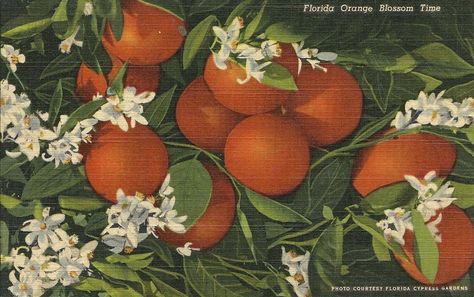 Vintage Florida Postcard: "Florida Orange Blossom Time" - Photo by Florida Cypress Gardens. Description from etsy.com. I searched for this on bing.com/images Key West Colors, Florida Postcard, Florida Images, Cypress Gardens, Tree Blossom, Florida Oranges, Florida Art, Orange Tree, Old Florida