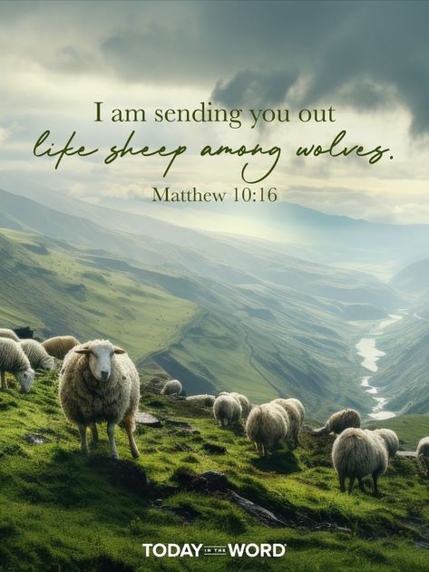 I am sending you out like sheep among wolves.—Matthew 10:16. Today in the Word - a daily devotional Bible study🙏 #Christian #bibleverses #christianquotes #christianwallpaper Matthew 10:16, Sheep Scripture, Matthew 10 16, Sheep Among Wolves, Devotional Bible, Prayer Closet, Matthew 10, Prophetic Art, Bible Devotions