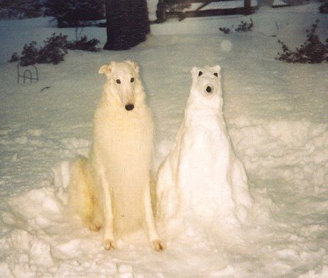 Which one is the snow clone??? Polar Bears, The Snow, Bears, Dogs, White