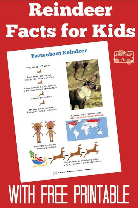 Fun Reindeer Facts for Kids - fun learning activity for Christmas (and cheat sheet) Reindeer Activities, Reindeer Facts, Activity For Christmas, Christmas Learning, School Christmas Party, Christmas Units, Christmas Lesson, Christmas Kindergarten, Printables Free Kids