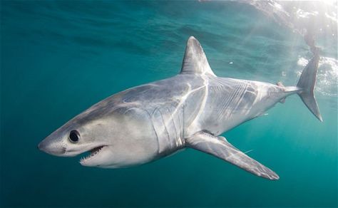 Porbeagle Types Of Sharks, Shark Pictures, Shark Jaws, Shark Fishing, Exotic Fish, Aquatic Animals, Shark Week, Great White, Ocean Animals