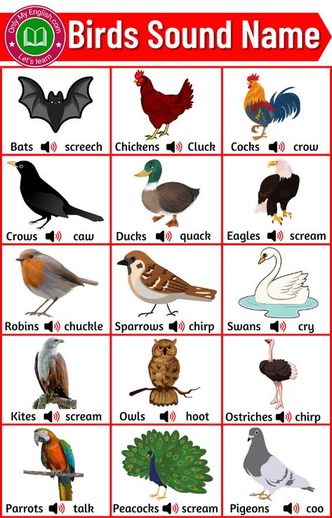 Animals Name List, Learn English Kid, Different Types Of Birds, Fruits Name In English, Animal Pictures For Kids, General Knowledge For Kids, Animals Name In English, Preschool Charts, Birds For Kids