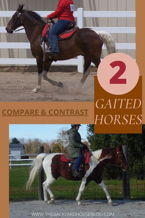 Ride along with a backyard horse keeper as she describes the differences between her two horses. Both of whom are gaited, but of differing breeds with contrasting personalities and ways of going. Gaited Horses, Feeling Meh, Tack Room Organization, Farm Management, I Am Successful, Horse Ownership, Horseback Riding Tips, Tennessee Walking Horse, Horse Facts