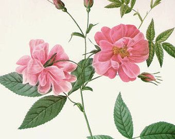 Old Roses, China Rose, Willow Leaf, Apple Roses, Rose Trees, Briar Rose, Clock Wall Art, Misty Rose, Climbing Roses