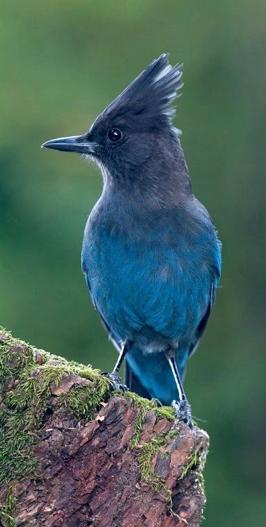 Stellar Jay, Bird Identification, Bird Quotes, Jay Bird, Colorful Bird, Bird Pictures, Exotic Birds, Pretty Birds, Colorful Birds