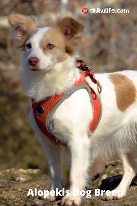 Alopekis Dog, Dog Photography Poses, Dogs Breeds, Animal References, Most Popular Dog Breeds, About Dogs, Dog Rooms, Puppy Photos, Dog Fence