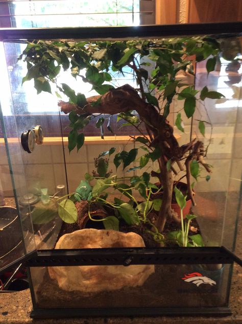 Whites Tree Frog Terrarium. Whites Tree Frog Terrarium, Frog Tank Setup, Frog Aquarium, Chameleon Terrarium, Tree Frog Terrarium, Dumpy Tree Frog, Gecko Habitat, Frog Habitat, Frog Terrarium