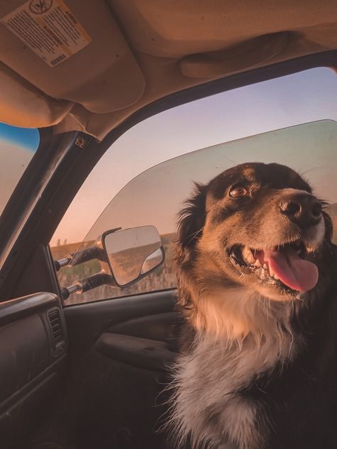 Dog | farm dog | farm aesthetic | western aesthetic | country aesthetic | western | western wallpaper | country wallpaper | puppy | dog photo | dog wallpaper | doggy | cute dog | farm photography | Australian shepherd | Australian shepherd dog | dog in truck | truck aesthetic | western dog | aussie | cute dog photo | country road | country road with dog | driving with dog | Country Aesthetic Western, Cute Puppy Pics, Wallpaper Puppy, Truck Aesthetic, Wallpaper Country, Dog Driving, Dog Farm, Farm Aesthetic, Aesthetic Western