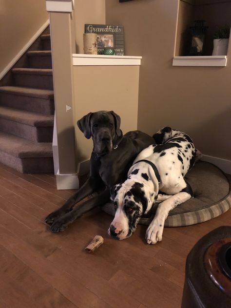 Two Great Danes, Great Dane Full Grown, Dalmatian Great Dane, Great Danes Aesthetic, Black Great Dane Aesthetic, Great Dane Aesthetic, Great Dane Tattoo, Puppy Great Dane, Harlequin Great Dane Puppy