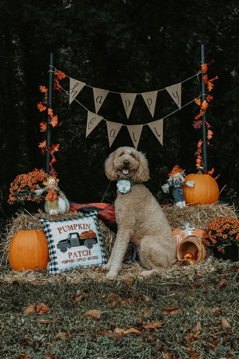 Puppy Fall Pictures, Pet Photo Booth Ideas, Pet Mini Sessions, Fall Pet Photoshoot, Halloween Mini Session Outdoor, Halloween Puppy Photoshoot, Dog Fall Photoshoot, Halloween Dog Photoshoot, Fall Dog Photoshoot