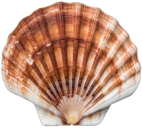 Scallops Shell, Shell Animals, Shell Tattoos, Color Concept, The Food Network, Ocean Treasures, Shell Crafts Diy, Sea Snail, Scallop Shell