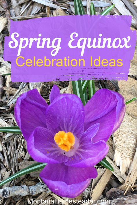 Spring Vernal Equinox Ostara celebration party ideas Spring Equinox Party, Spring Equinox Illustration, Celebrate Spring Equinox Kids, Spring Equinox Poem, Spring Equinox Manifestation, Spring Equinox Southern Hemisphere, Sun Tea, Vernal Equinox, Homeschool Projects