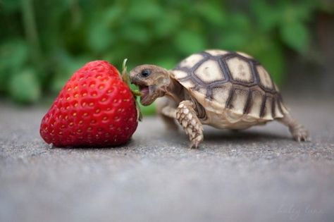 Make sure you feed your baby turtle the right things. Read on to find out what baby turtles eat. Turtle Eating Strawberry, Turtle Eating, Animal Eating, Cute Tortoise, Tortoise Care, Baby Tortoise, Creepy Photos, Turtle Love, Cute Turtles