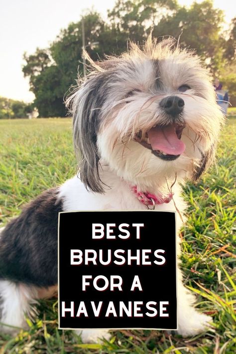 Havanese Dogs Haircuts, Havanese Full Grown, Havanese Haircuts, Havanese Grooming, Dog Grooming Tips, Havanese Puppies, Havanese Dogs, Grooming Tips, Best Brushes