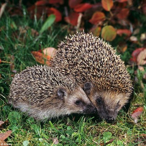 British Mammals, European Hedgehog, British Wildlife, Cute Hedgehog, Dry Cat Food, Woodland Creatures, Sweet Animals, Forest Animals, Animal Photo