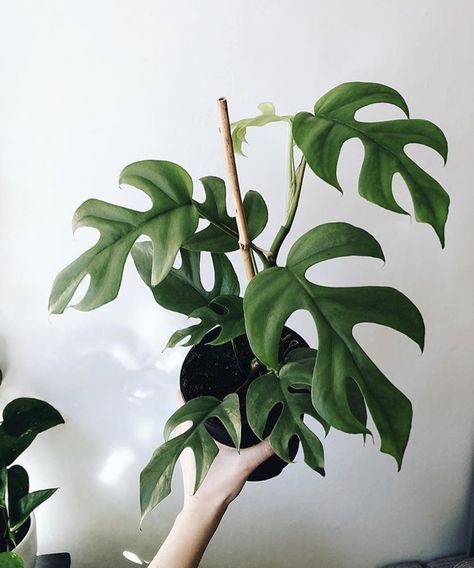 rhaphidophora tetrasperma Plant Friends, Plant Goals, Plants Are Friends, Plant Wishlist, Crazy Plant Lady, Home Plants, Indoor Jungle, Plant Aesthetic, House Plants Decor