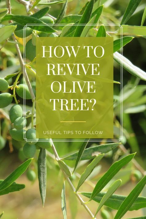 An olive tree grows best in well-draining and fertilized soil in a sunny location. However, growing your olive tree in an appropriate spot doesn’t guarantee vital growth and a healthy plant. And sometimes your olive tree starts to die. For this reason, I would like to share a step by step guide to find simple solutions on how to revive the olive tree and bring it back to life. #olivetree #reviveolivetree #olivetreeinpot #pottedolivetree #gardening #tips #deadtree #bringbacktolife How To Take Care Of Olive Tree, Olive Trees In Pots, Pruning Olive Trees, How To Grow Olives, Olive Tree Care, Indoor Olive Tree, Trees Indoors, Trees In Pots, Olive Farm