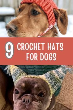 Caution Advised: Dog Breeds Unsuitable for Novices in Pet Ownership Crochet Dog Accessories Hats, Crochet Dog Hat With Ear Holes Free Pattern, Free Knitted Dog Hat Patterns, Free Crochet Dog Dress Pattern, Crochet Dog Hood Free Pattern, Crochet Pumpkin Hat For Dog Free Pattern, Crocheted Dog Hats Free Pattern, Free Crochet Dog Snood Patterns, Hats For Dogs Crochet Free Pattern