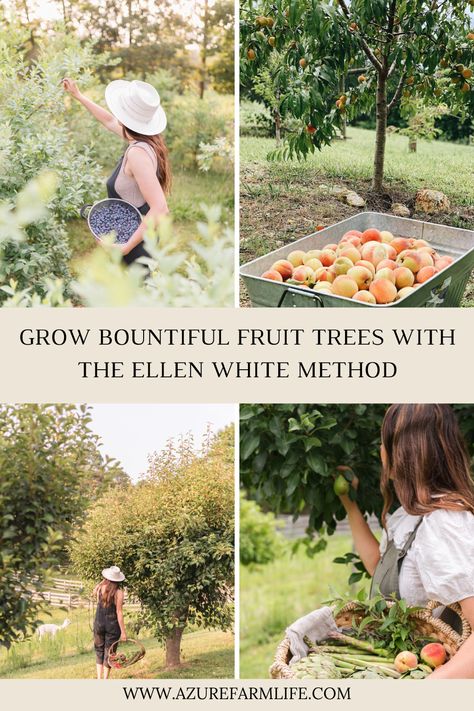 Grow Bountiful Fruit Trees With The Ellen White Tree - Azure Farm Fruit Orchard Layout, Blueberry Orchard, Azure Farm, Planting Fruit, Planting Fruit Trees, Fruit Orchard, Ellen White, Orchard Garden, Growing Fruit Trees