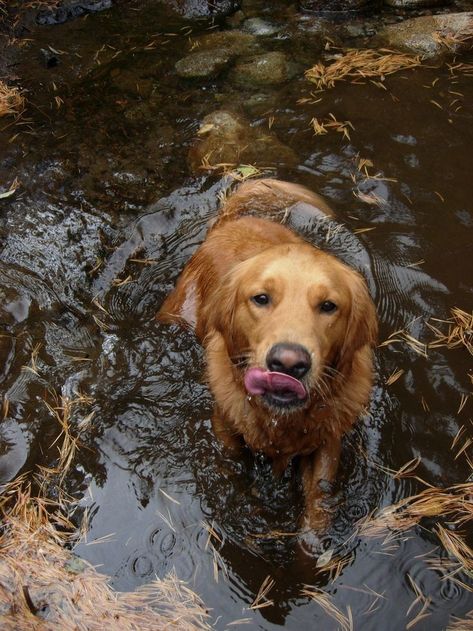 A Golden Retriever, Pets 3, Dogs Golden Retriever, Cute Animal Photos, Retriever Dog, Golden Retrievers, Cute Little Animals, I Love Dogs, Dog Mom