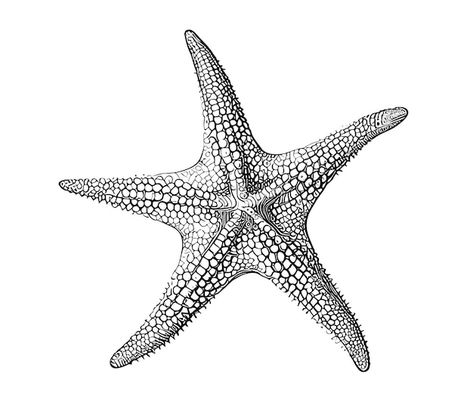 Starfish Scientific Illustration, Sea Star Painting, Star Fish Illustration, Seastar Drawing, Star Fish Drawings, Sea Star Drawing, Starfish Sketch, Sea Star Tattoo, Tattoos Baddie