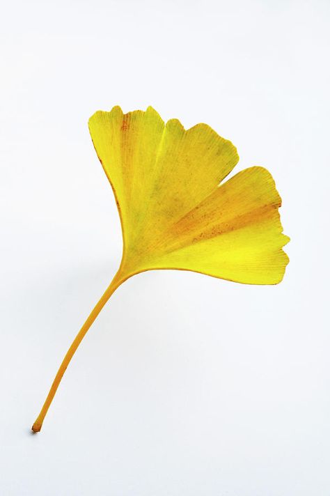 Ginko Biloba, Ginkgo Leaves, Pen Art Drawings, Paper Plants, Fern Plant, Science Photos, Ginkgo Biloba, Ginkgo Leaf, Yellow Art