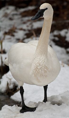 Trumpeter Swan | Cygnus buccinator | Mike Moss | Flickr Trumpet Swan, Animals Reference, Trumpeter Swan, Trumpeter, Beautiful Animals, Swans, Rwby, Birdy, Animals Beautiful