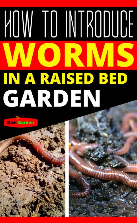 Raised Garden Bed Hacks, Starting A Raised Bed Garden, In Ground Worm Bin, Gardening Binder, Worm Garden, Raising Worms, Vermicomposting Worm Farm, Allotment Planning, Worm Farms