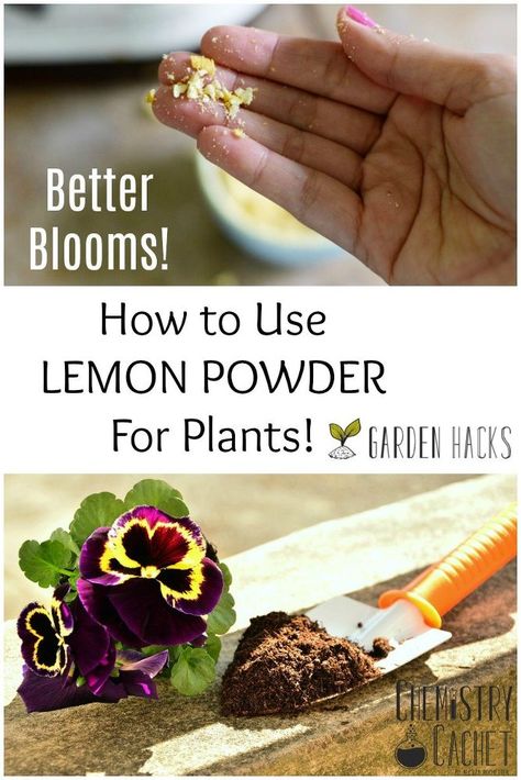 How to Use Lemon Powder for Plants Lemon Powder, Lemon Peels, Dried Lemon Peel, Elegant Pumpkins, Fall Clean Up, Easy Fall Wreaths, Grow Avocado, Easy Diy Decor, Lemon Rind