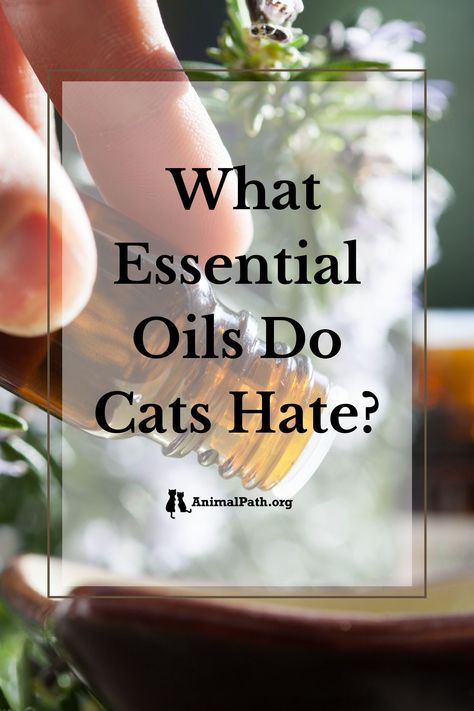 What essential oils do cats hate? Cat Repellant Outdoor, Pepermint Oil, Theives Oil, Essential Oils Cats, Cat Deterrent, Cat Repellant, Cat Allergies, Citronella Oil, Essential Oil Spray