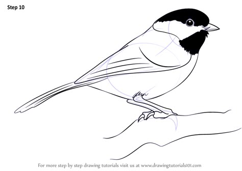 Learn How to Draw a Black-Capped Chickadee (Birds) Step by Step : Drawing Tutorials Chickadee Drawing, Bird Painting Acrylic, Bird Template, Chickadee Bird, Pencil Drawing Tutorials, Bird Sketch, Black Capped Chickadee, Learn Drawing, Bird Drawings