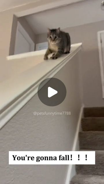 SPREADING LOVE & POSITIVITY 😁💯♥️ on Instagram: "Every cat has its own way of going down the stairs😂 #cat #cats #cutecat #catlover #catsoftiktok #fyp #fypシ #foryou #foryoupage #funny #funnycat #funnyvideos #funnyanimals #funnytiktok #kitty" Cat Holding Phone, Weird Cat Pictures, Funny Cat Videos Can't Stop Laughing, Cat Videos Hilarious, Levi Cat, Funny Cat Sayings, Cats Getting Scared, Going Down The Stairs, Snoopy Cat