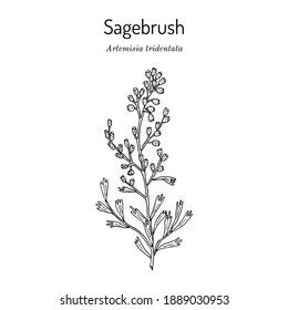 Nevada Sage Brush Tattoo, Sagebrush Drawing, Sage Brush Tattoo, Wyoming Tattoo Ideas, Sagebrush Tattoo, Wyoming Tattoo, Artemisia Tridentata, Big Sagebrush, Sage Tattoo